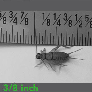 3/8" - Banded Crickets
