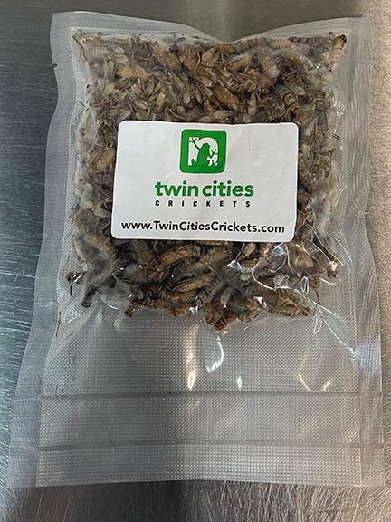 Frozen Banded Crickets
