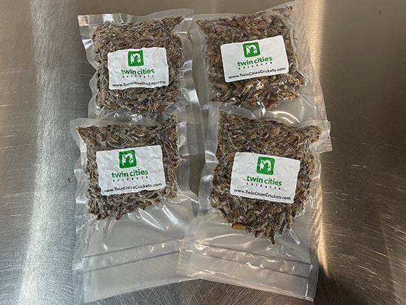 Frozen Banded Crickets