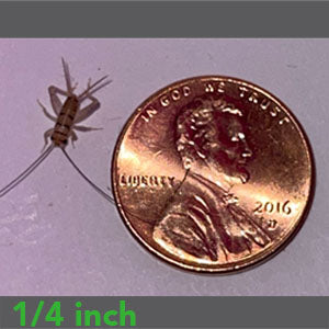 1/4" - Banded Crickets