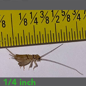 1/4" - Banded Crickets