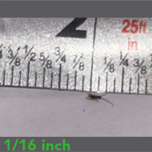 1/16" - Banded Crickets