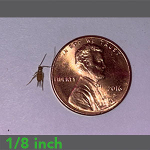 1/8" - Banded Crickets