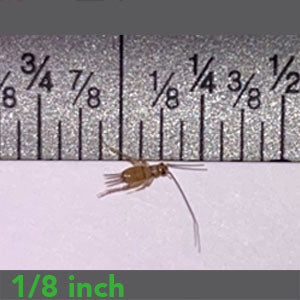 1/8" - Banded Crickets