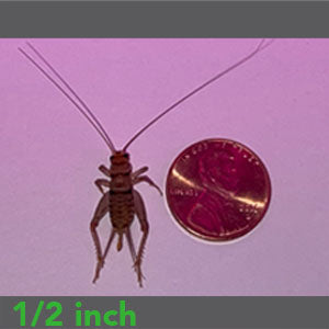 1/2" - Banded Crickets