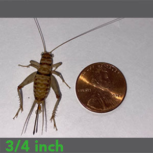 3/4" - Banded Crickets