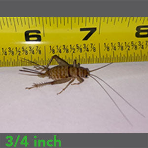 3/4" - Banded Crickets