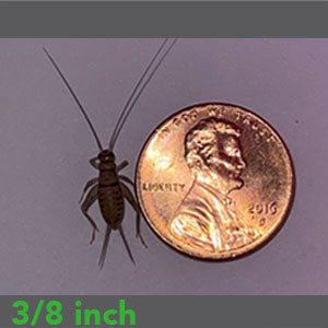 3/8" - Banded Crickets