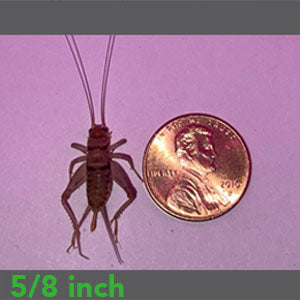 5/8" - Banded Crickets