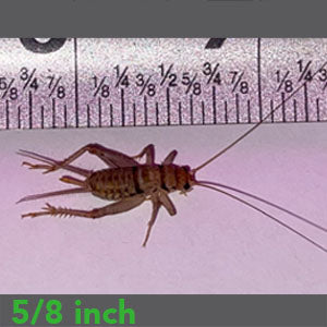 5/8" - Banded Crickets