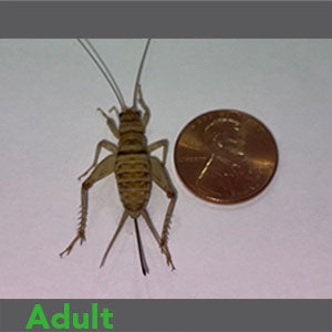 Adult - Banded Crickets