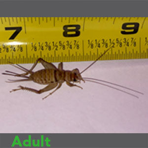 Adult - Banded Crickets